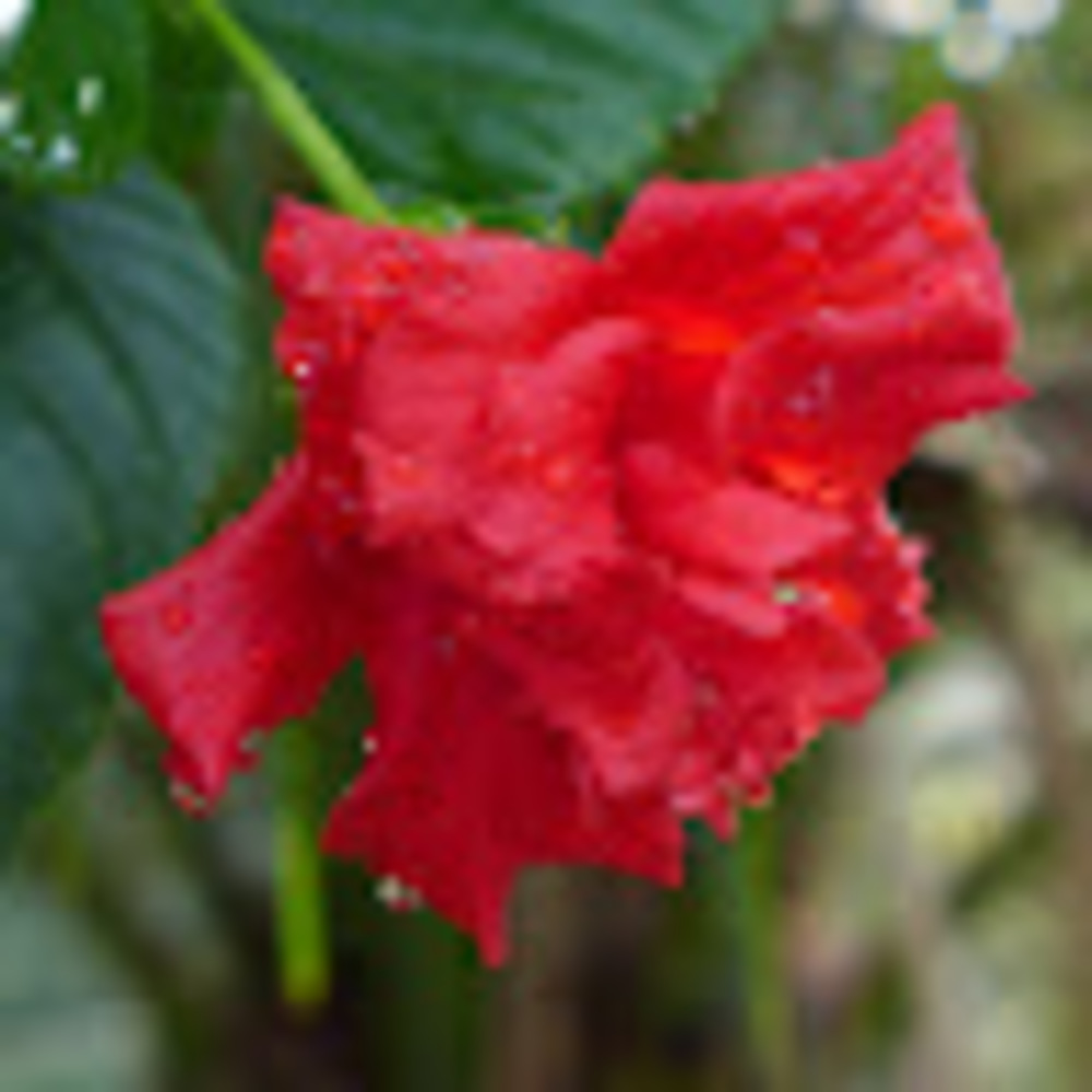 Meet your Posher, Dani